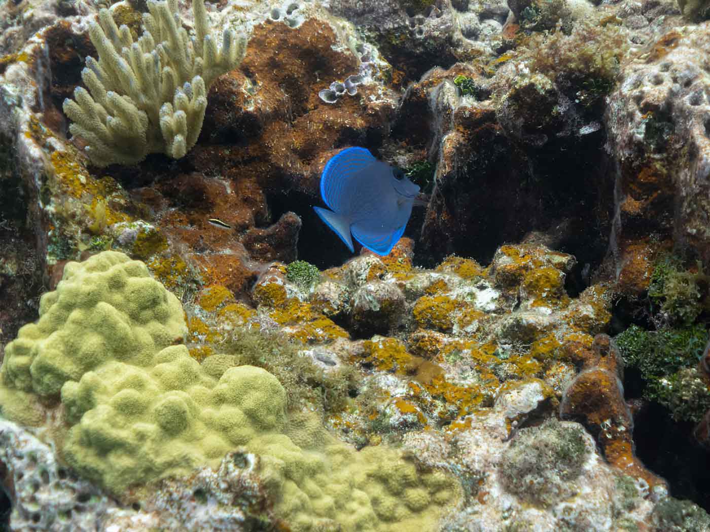 Blue Tang on Coral Reef