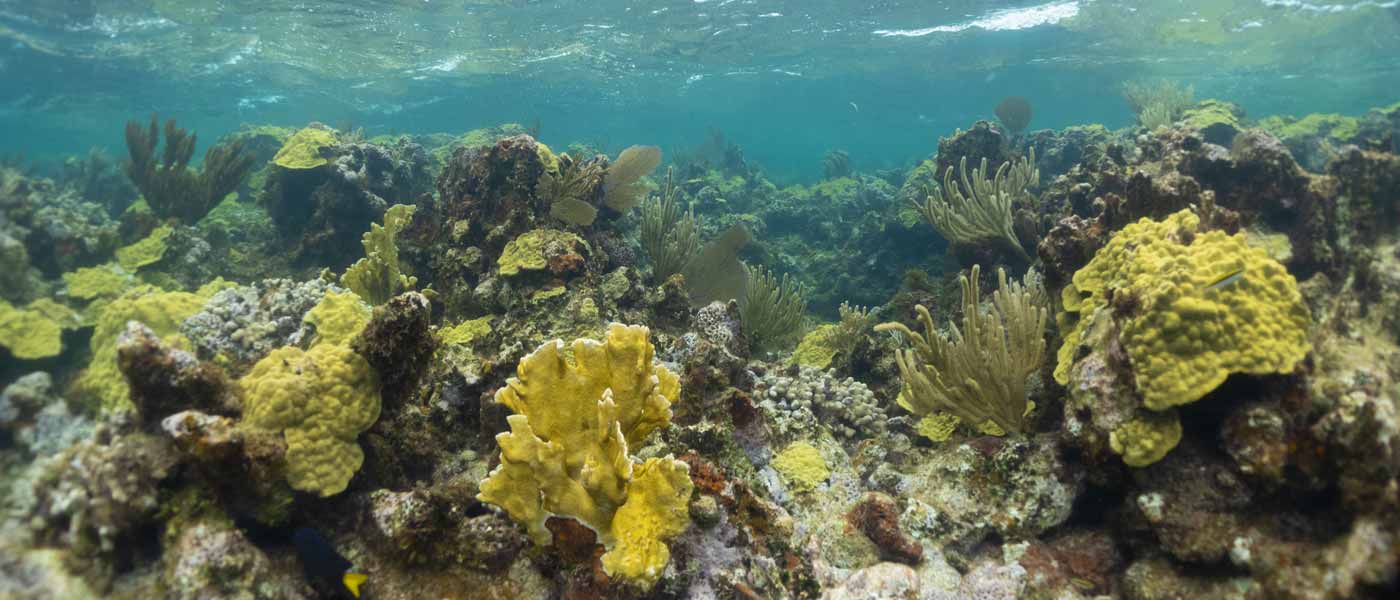 Coral Reef in the Caribbean