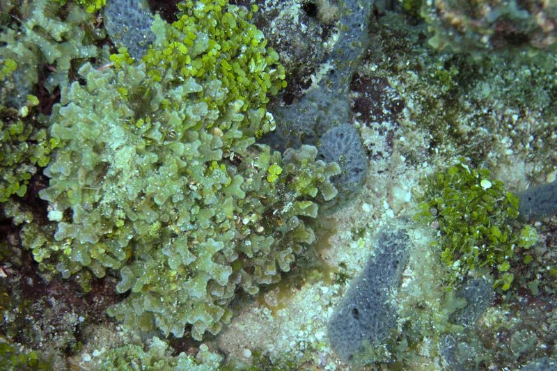 Two types of algae we frequently sample for Gambierdiscus cells at each site in the Keys