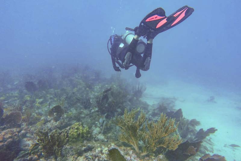 Diving at Tennessee Reef Lighthouse (TRL) site.