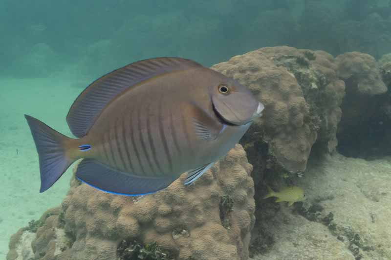 doctor Fish