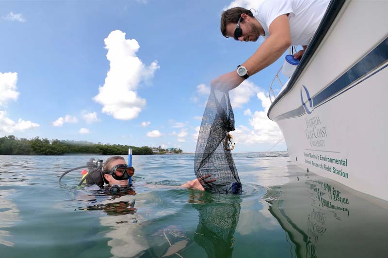 Macroalgae collection in the Florida Keys