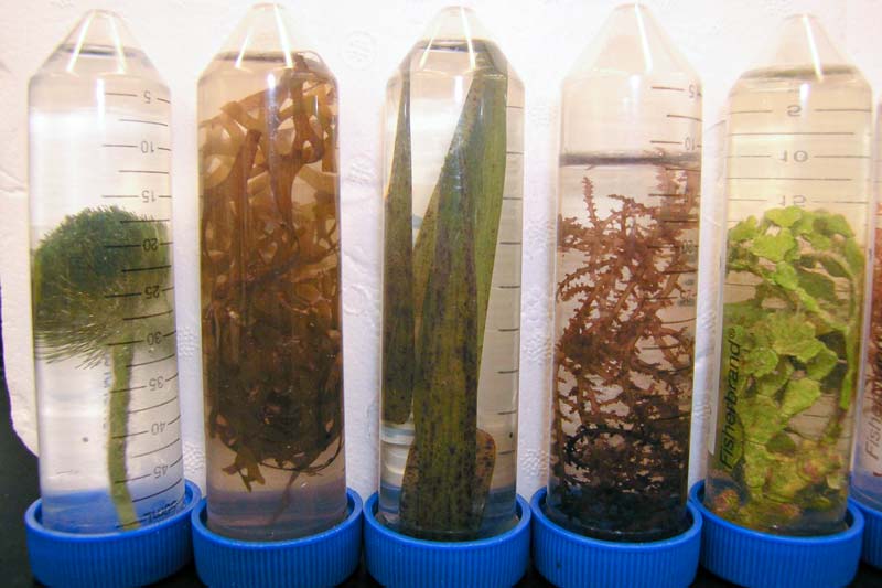 Samples of Different Macrophytes