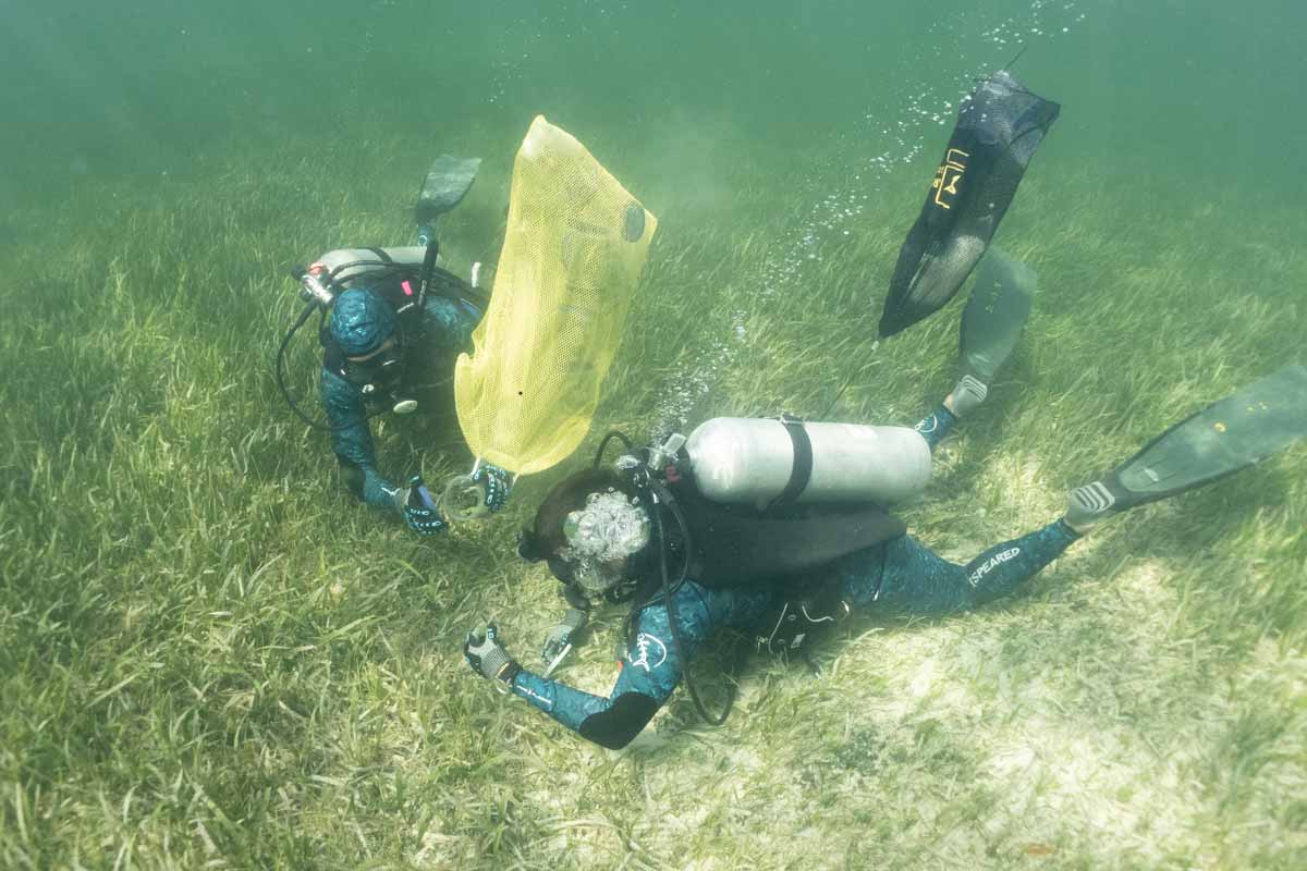 Sampling seagrass samples for Gambierdiscus