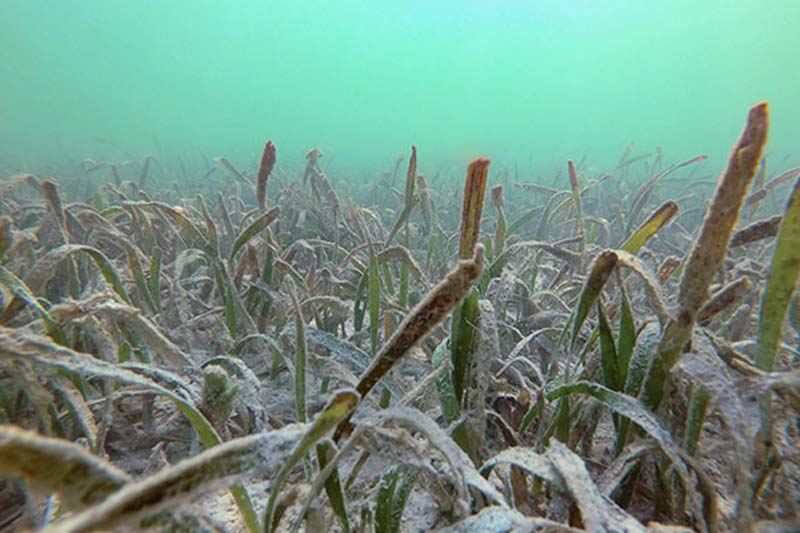 Turtle grass at Heine Grass Bed