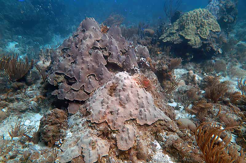 Coral Reefs at UVI Site