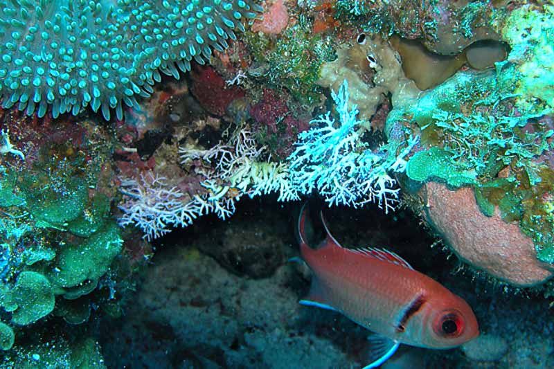 Fish hiding under coral reef at UVI Site