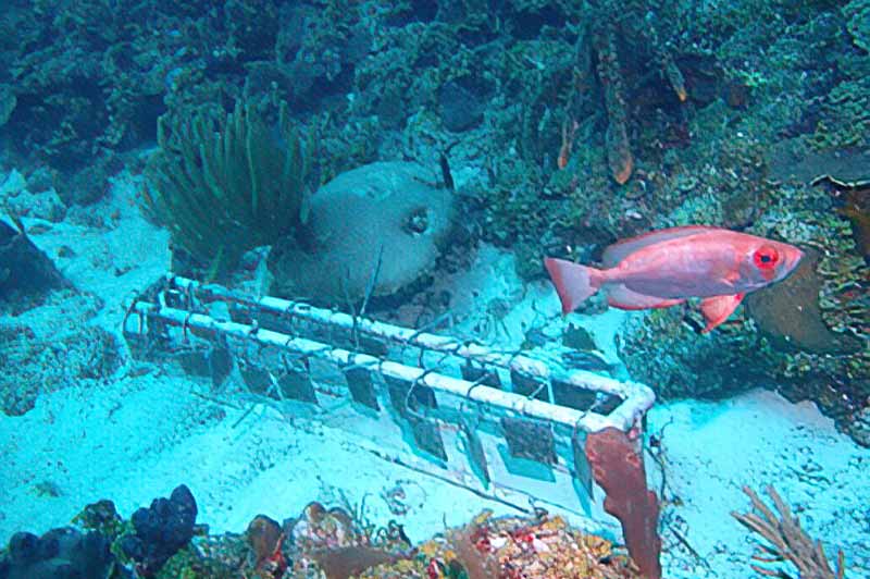 Snapper at UVI Sampling Site